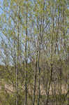 Sandbar willow